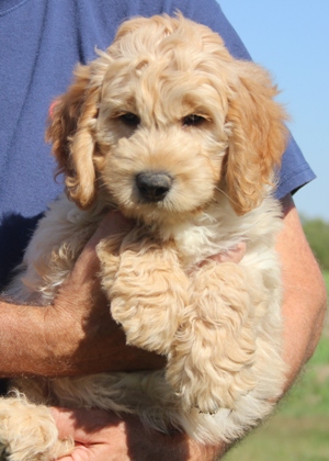 F1 toy goldendoodle online